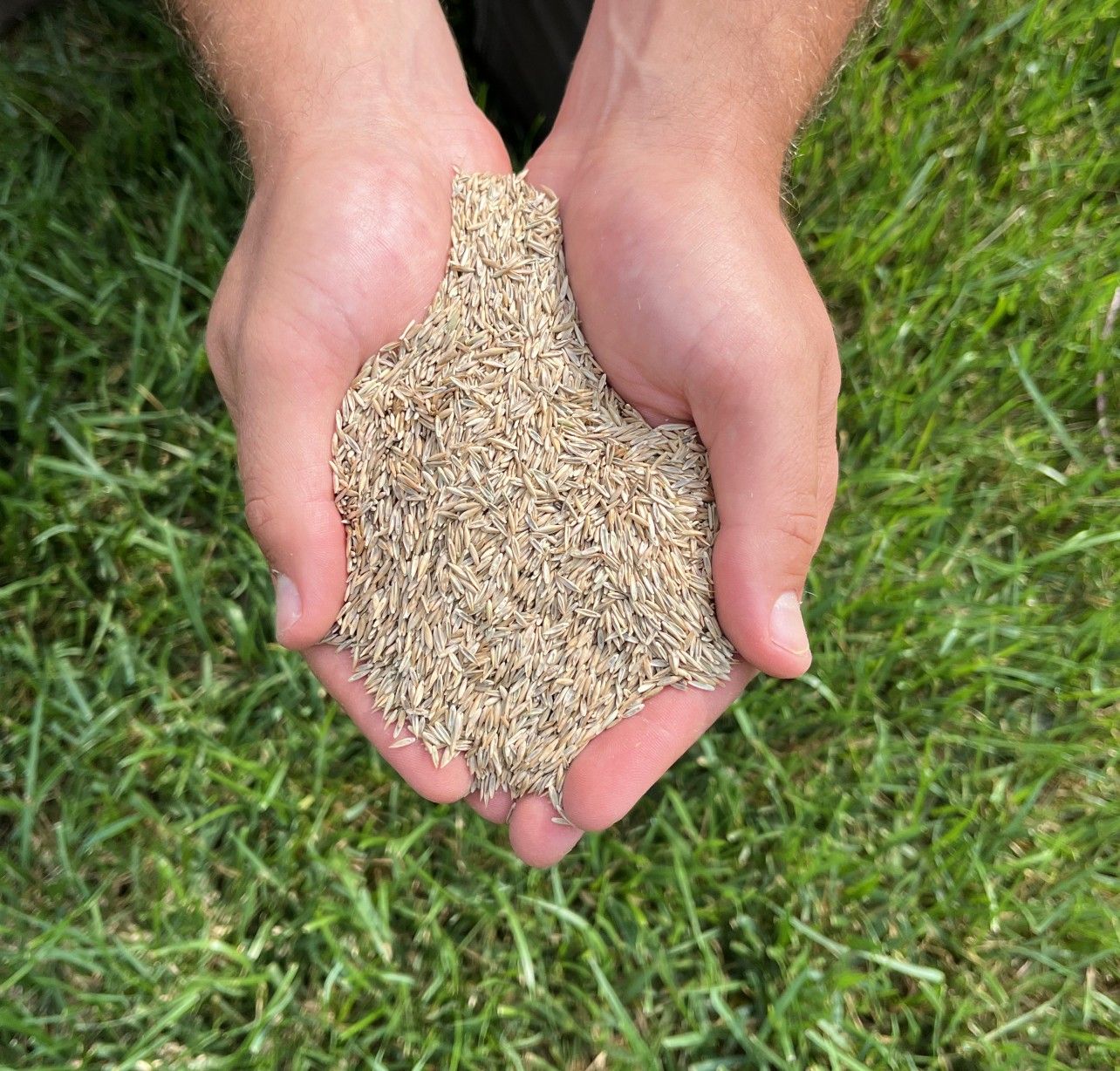Tall fescue seed ready to restore a lawn the right way this fall in Central NJ.